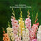 Pack of 10 Scented Multicolor Flower Bulb (TGR10)